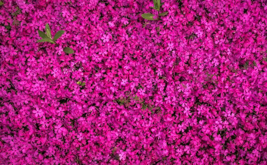 pink flower wall