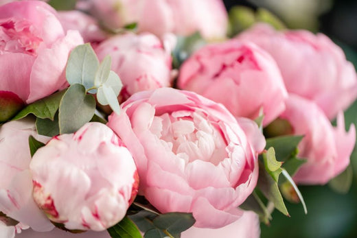 bunch-of-peony-flowers