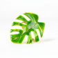 4 pc/pk Green Monstera Leaf Napkin Ring