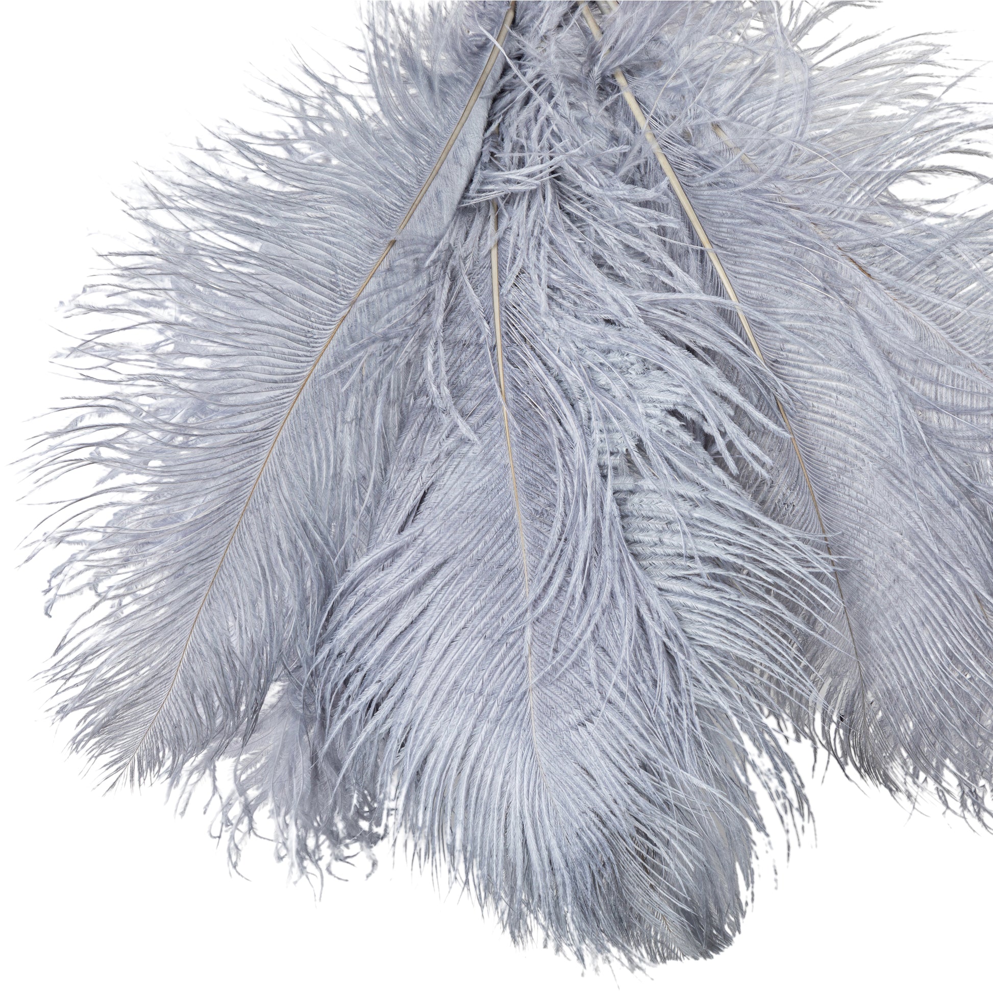 Wholesale Ostrich Feathers 16-18 White