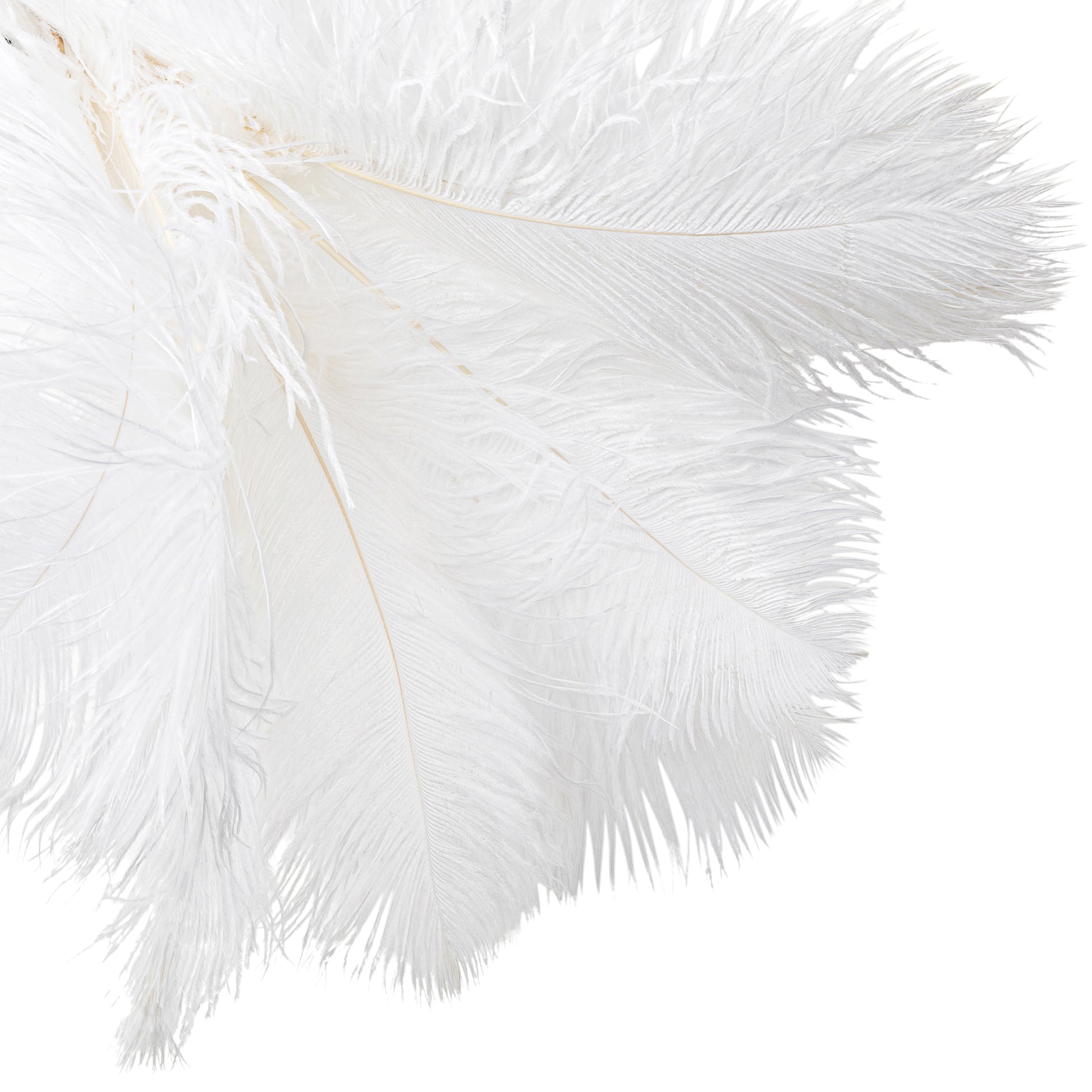 Natural Ostrich Feathers Bulk 16-18 inches (40-45cm) for Wedding Party  Centerpieces, Flower Arrangement and Home Decoration (White 10pcs)